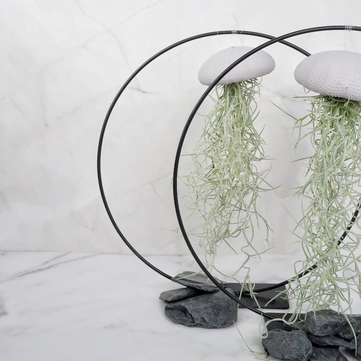 Hängende Luftpflanze Tillandsia Usneoides Lavender (Louisianamoos)