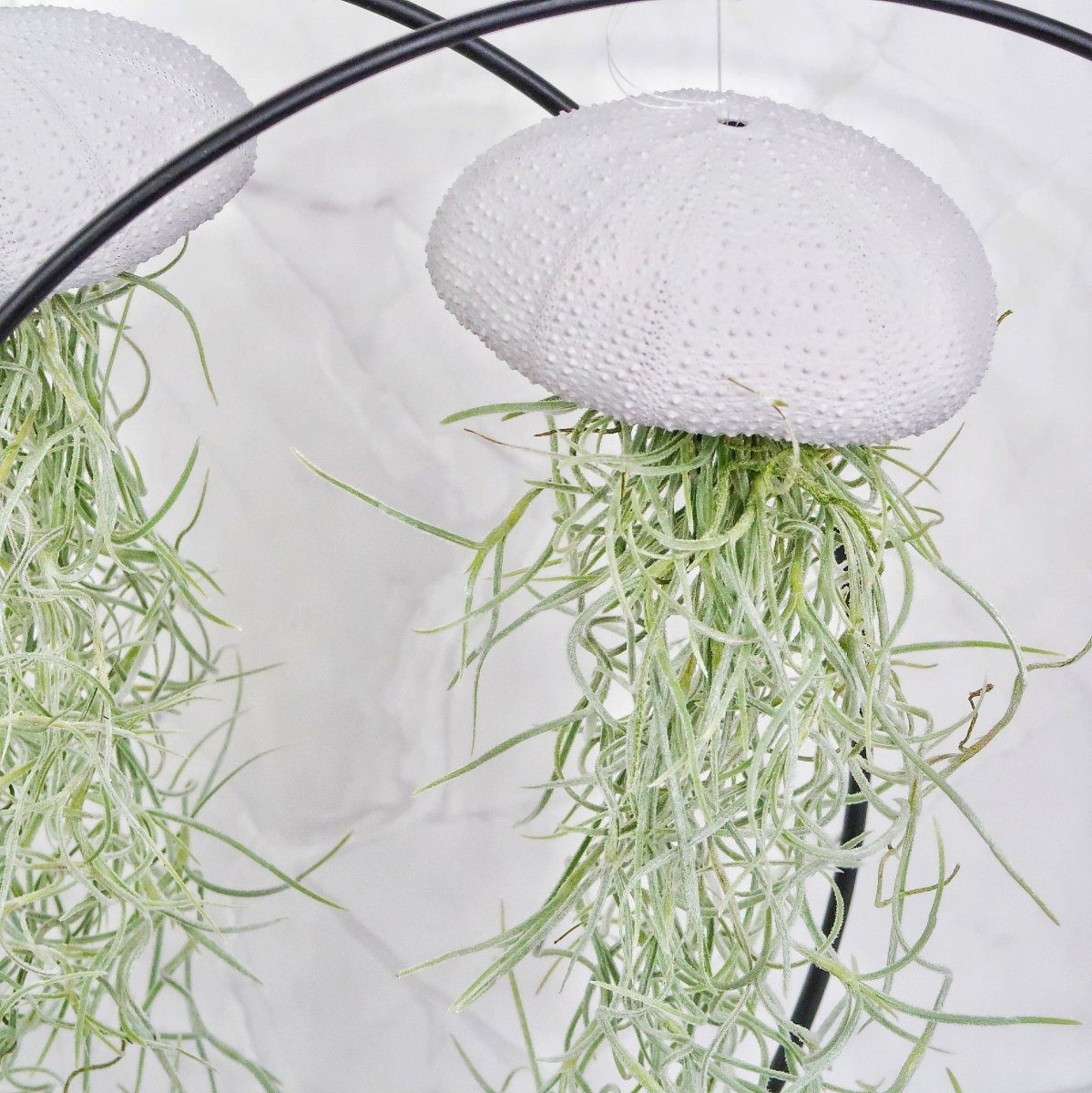 Tillandsia Usneoides Lavender am transparenten Nylonfaden