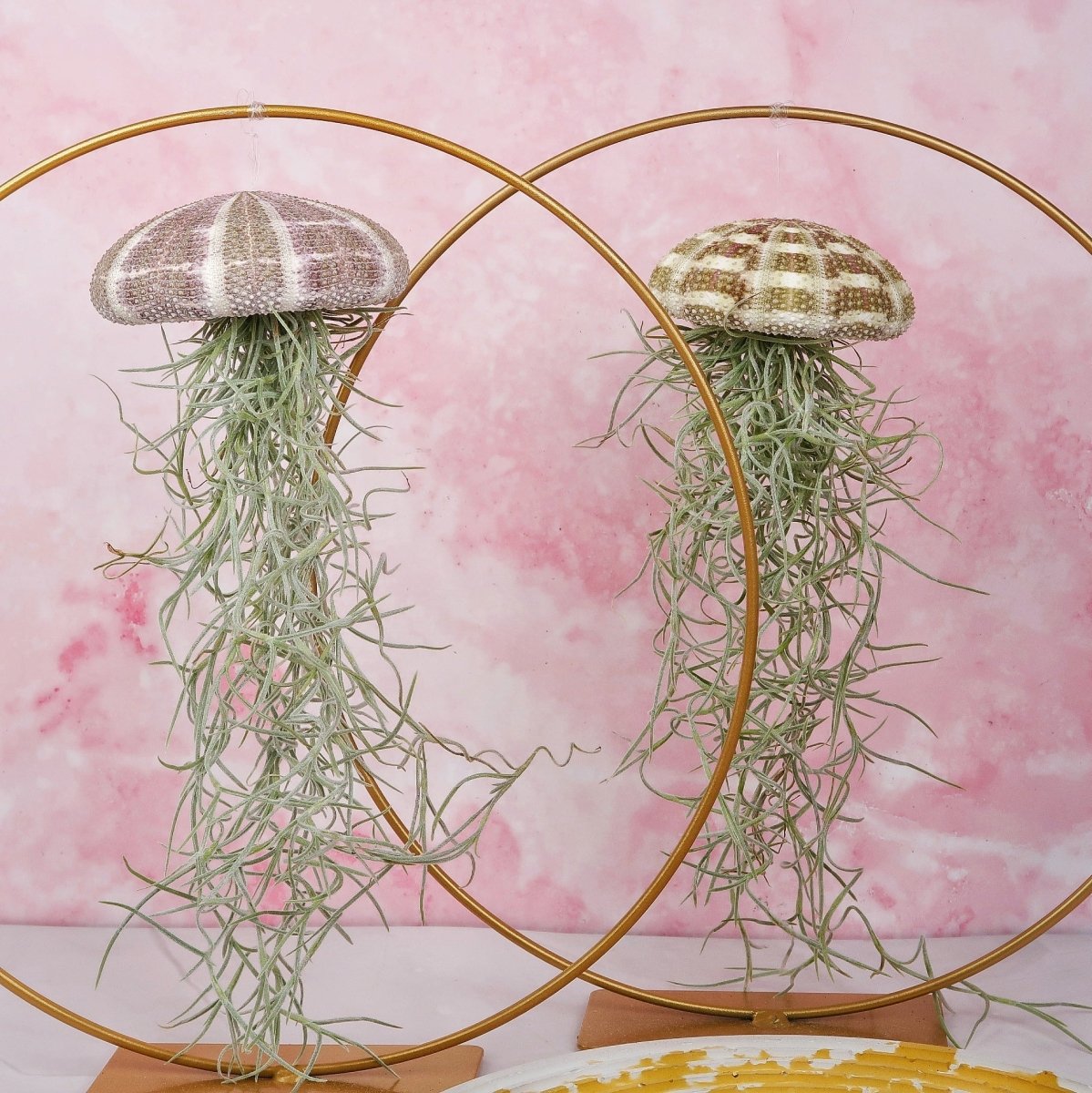 Tillandsia Usneoides Natur für Einsteiger geeignet