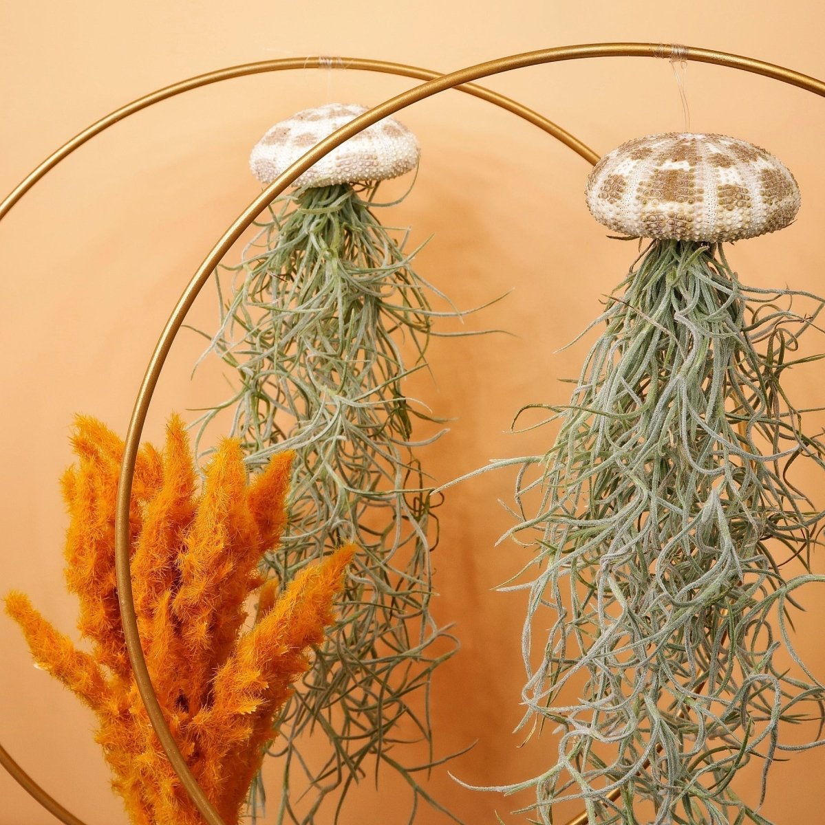 Tillandsia Usneoides Panther – aschgrau gefärbte Blätter