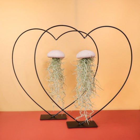 Tillandsia Usneoides Peach – Luftpflanze am Seeigel-Gehäuse von potflourri