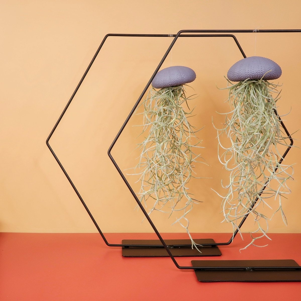 Tillandsia Usneoides Purple, fadenförmige Triebe