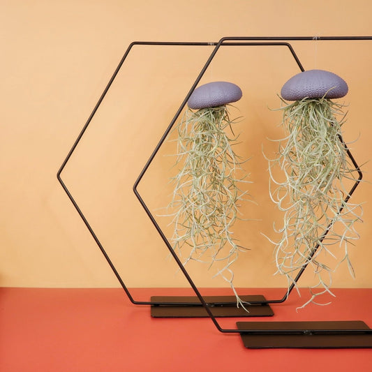Tillandsia Usneoides Purple mit Seeigel-Gehäuse – potflourri