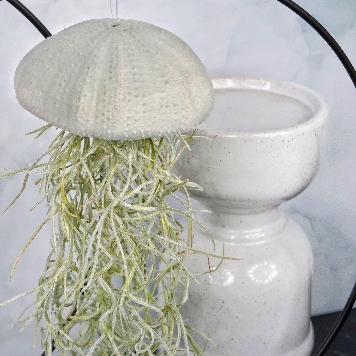 Tillandsia Usneoides Velvet Eucalyptus – aschgrau gefärbte Blätter