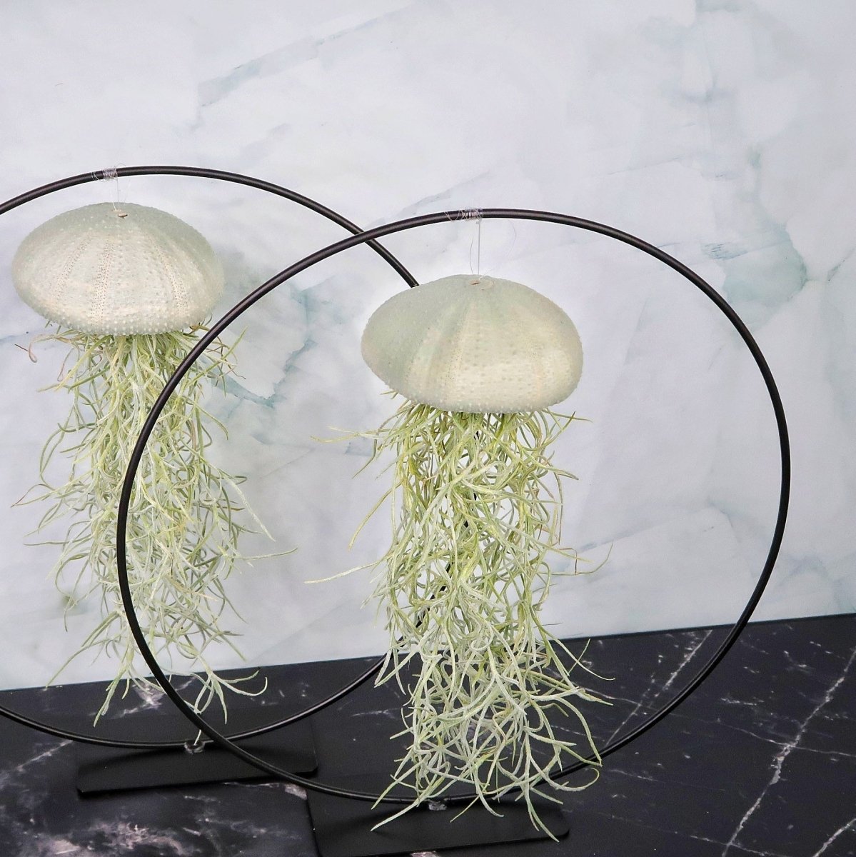Tillandsia Usneoides Velvet Eucalyptus mit fadenförmigen Trieben