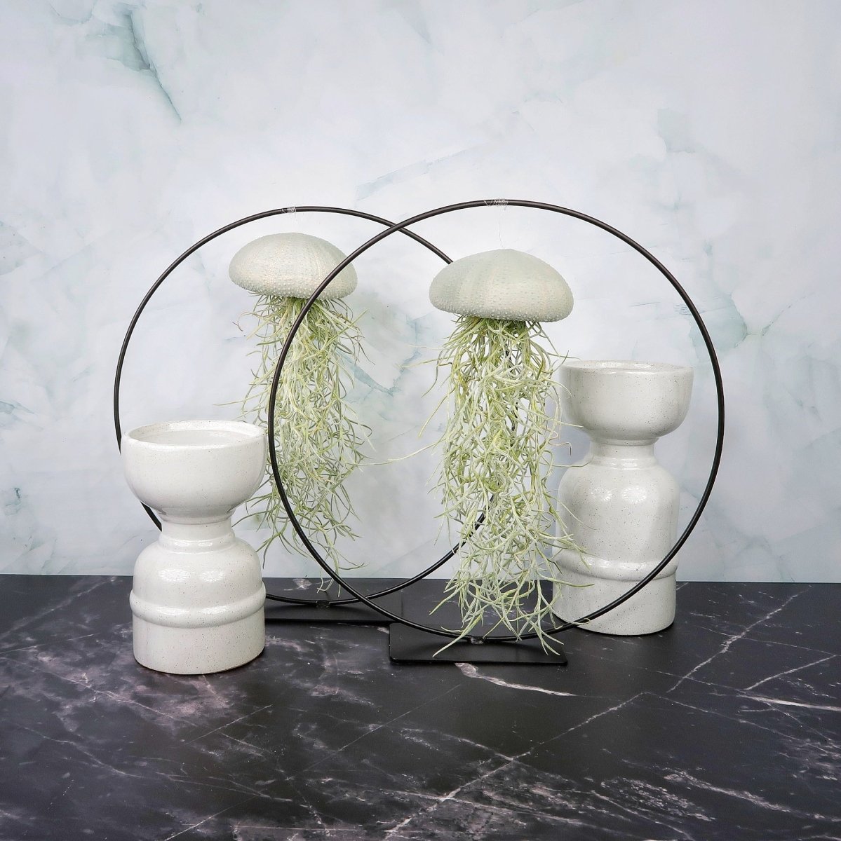 Tillandsia Usneoides Velvet Eucalyptus – hängende Luftpflanze – potflourri