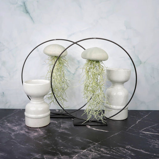 Tillandsia Usneoides Velvet Eucalyptus – hängende Luftpflanze – potflourri
