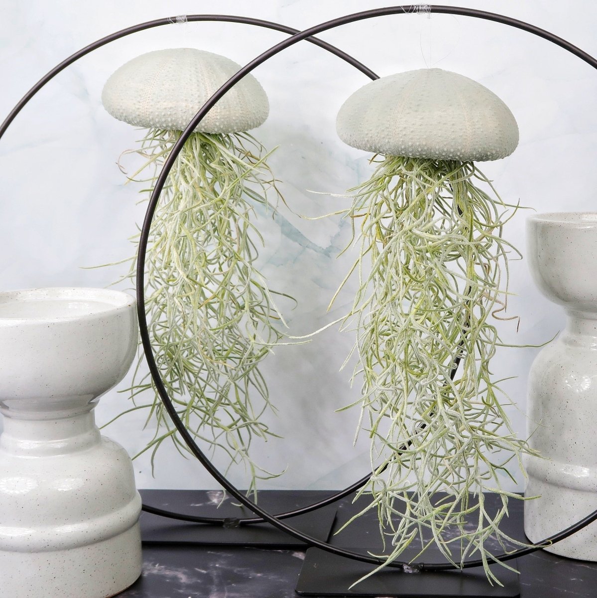 Tillandsia Usneoides Velvet Eucalyptus für Einsteiger geeignet