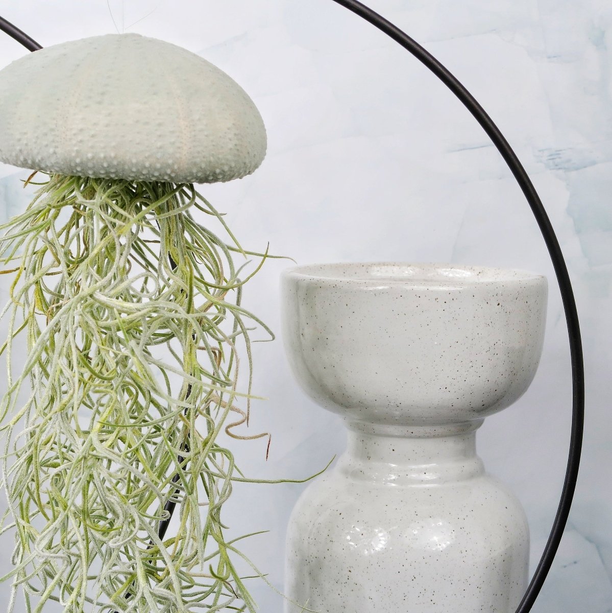 Tillandsia Usneoides Velvet Eucalyptus – Ansicht 6