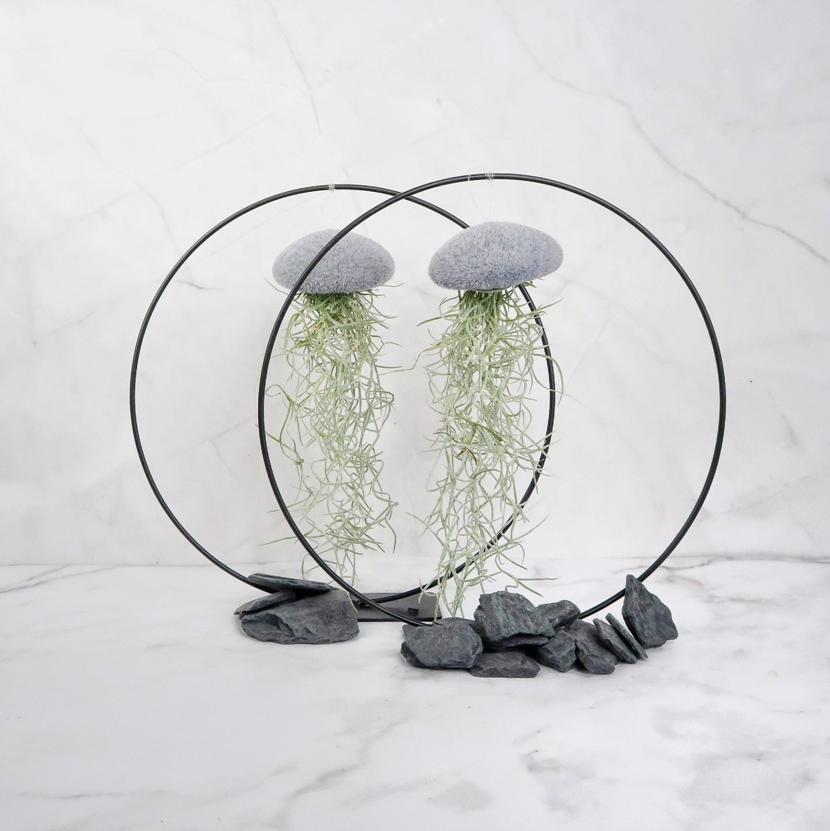 Tillandsia Usneoides Velvet Grey – Luftpflanze am Seeigel-Gehäuse von potflourri
