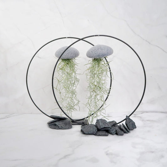 Tillandsia Usneoides Velvet Grey – Luftpflanze am Seeigel-Gehäuse von potflourri