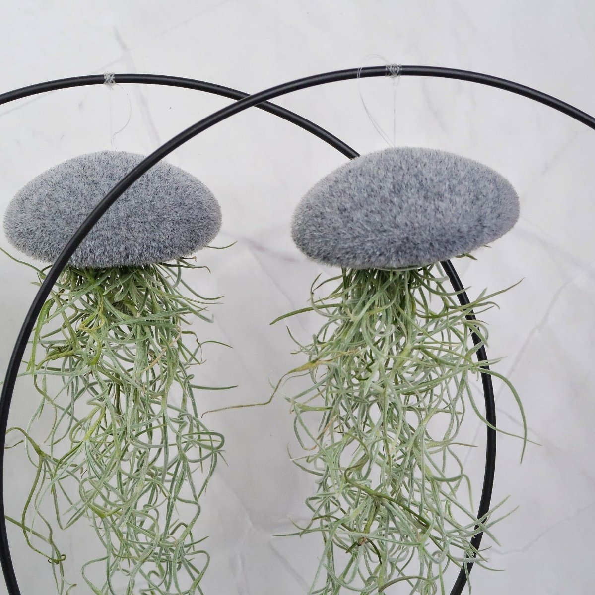 Tillandsia Usneoides Velvet Grey am transparenten Nylonfaden