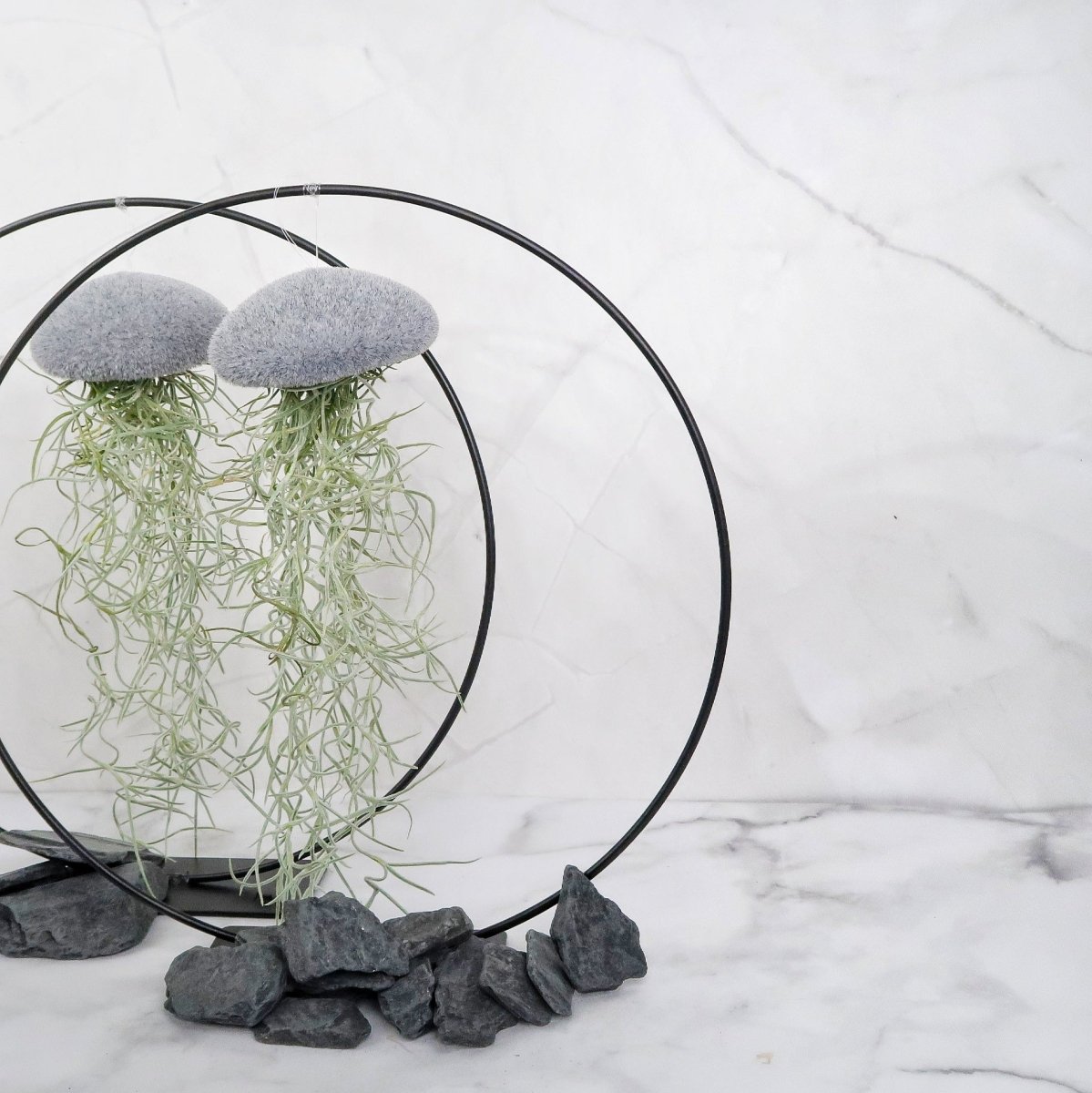 Tillandsia Usneoides Velvet Grey mit fadenförmigen Trieben