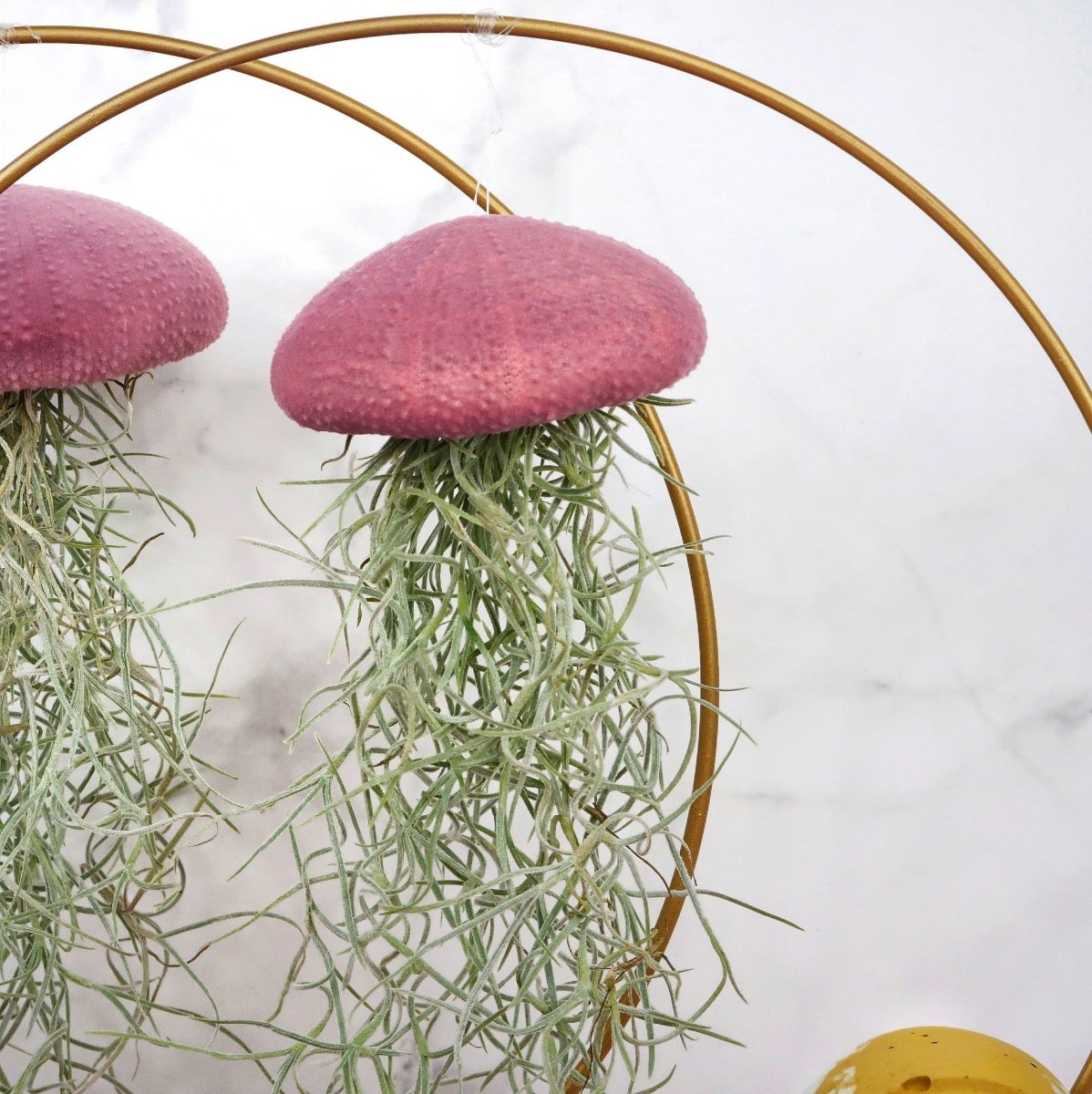 Tillandsia Usneoides Velvet Purple – aschgrau gefärbte Blätter