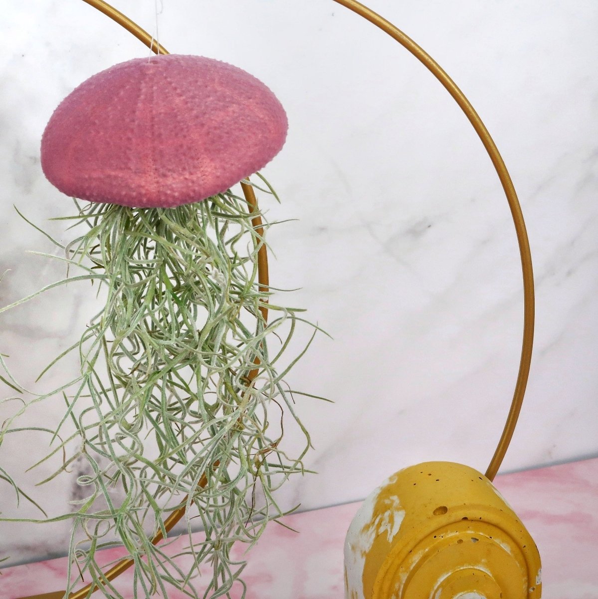 Tillandsia Usneoides Velvet Purple für Einsteiger geeignet