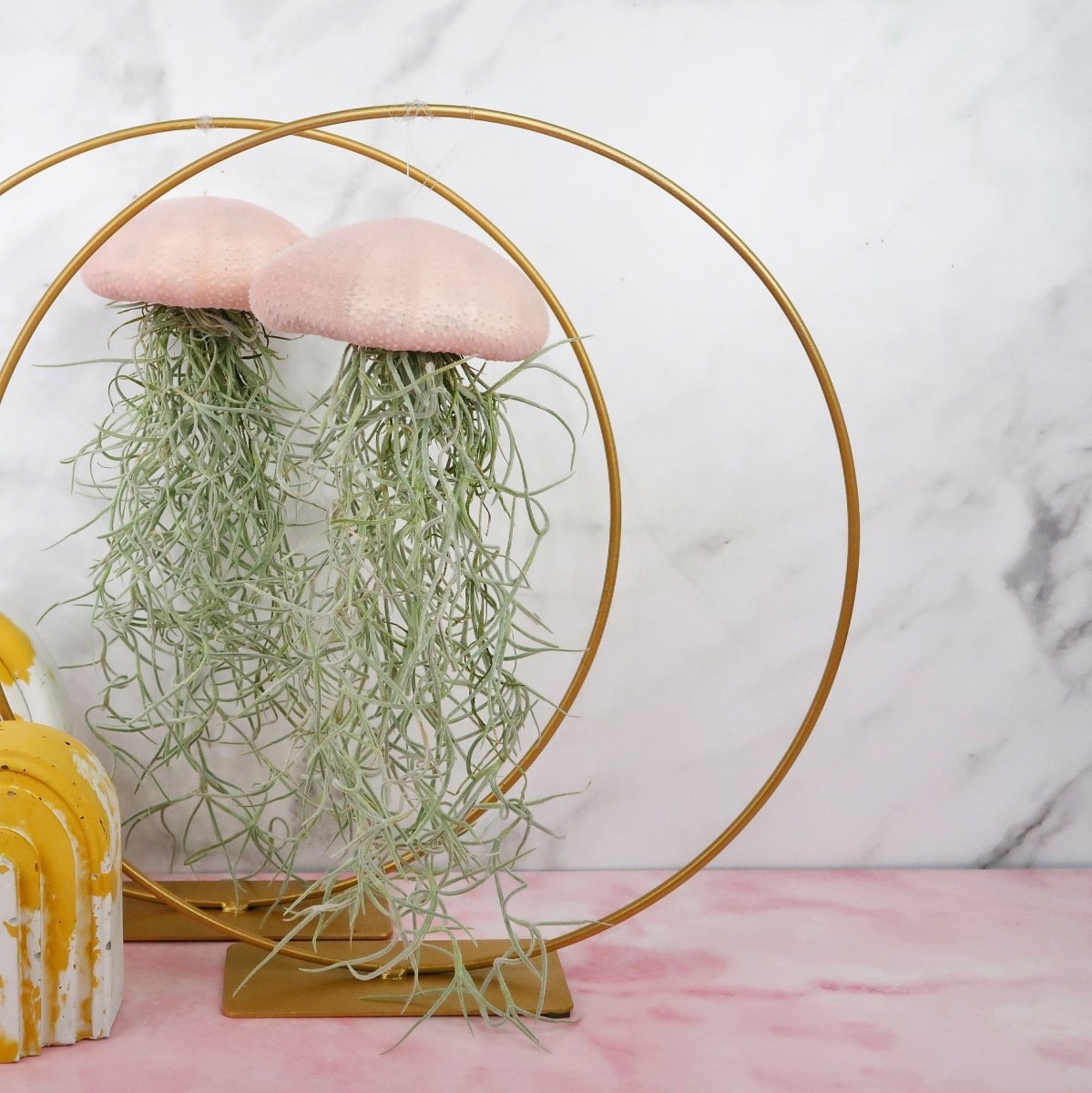 Tillandsia Usneoides Velvet Rose für Einsteiger geeignet