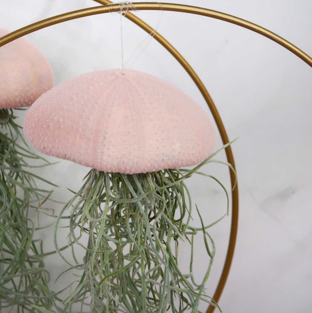 Tillandsia Usneoides Velvet Rose mit fadenförmigen Trieben
