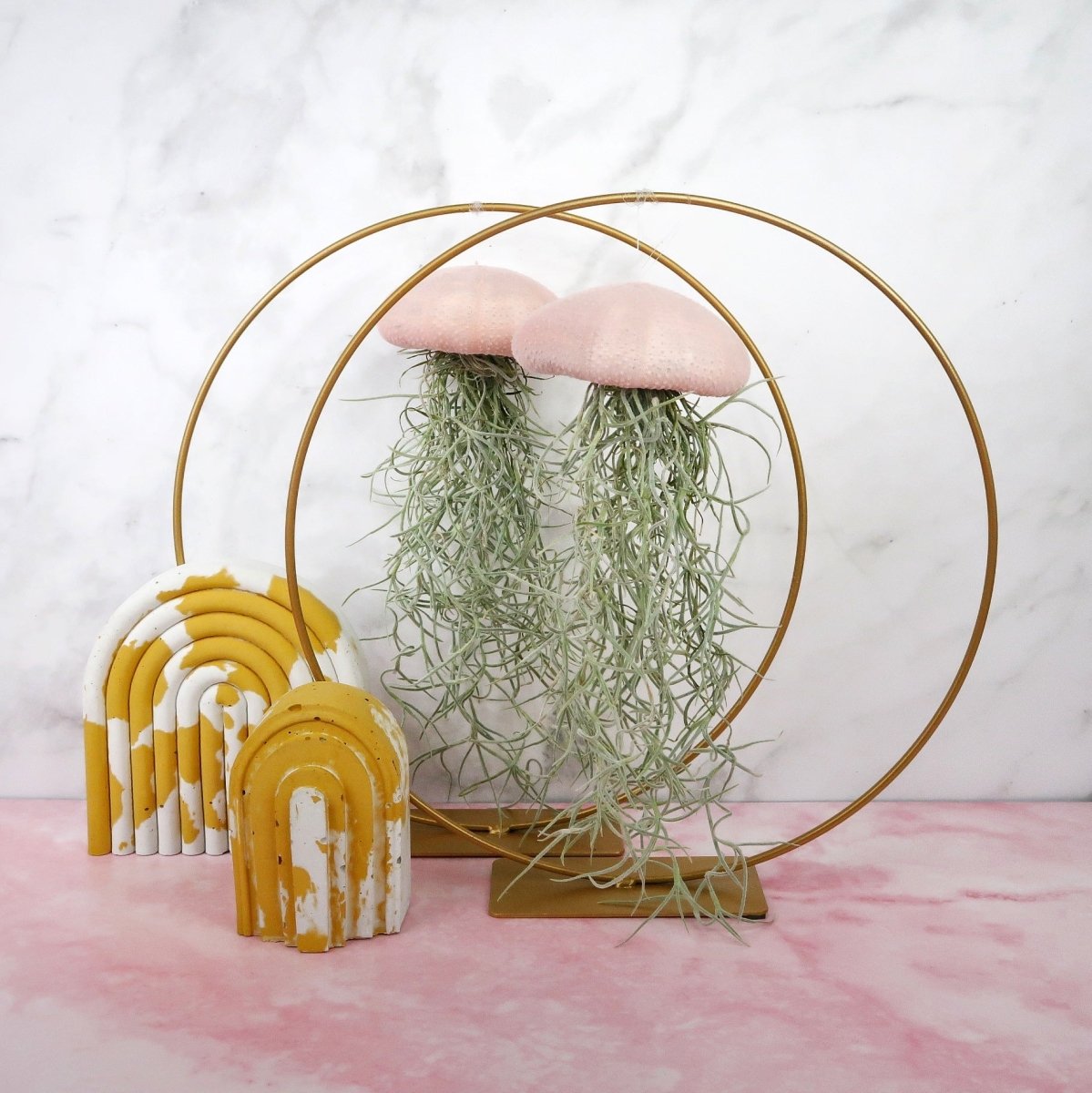 Tillandsia Usneoides Velvet Rose – hängende Luftpflanze – potflourri