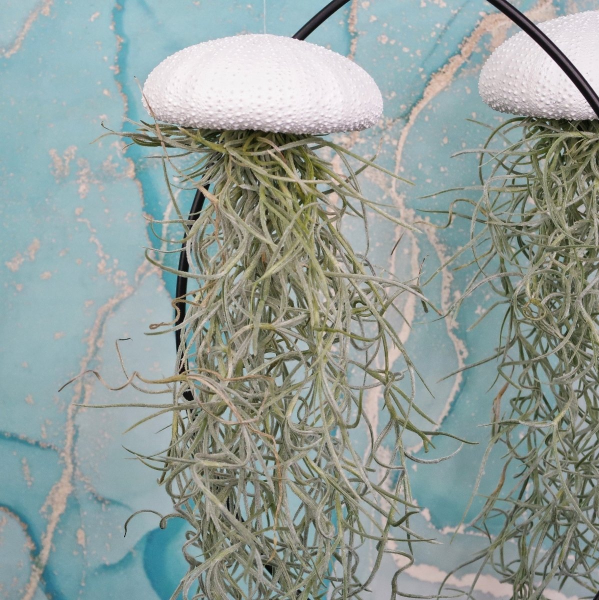 Tillandsia Usneoides White für Einsteiger geeignet