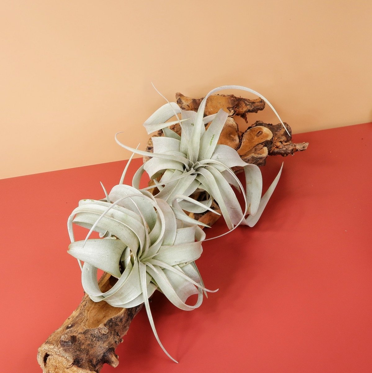 Tillandsia Xerographica, pflegeleicht und robust