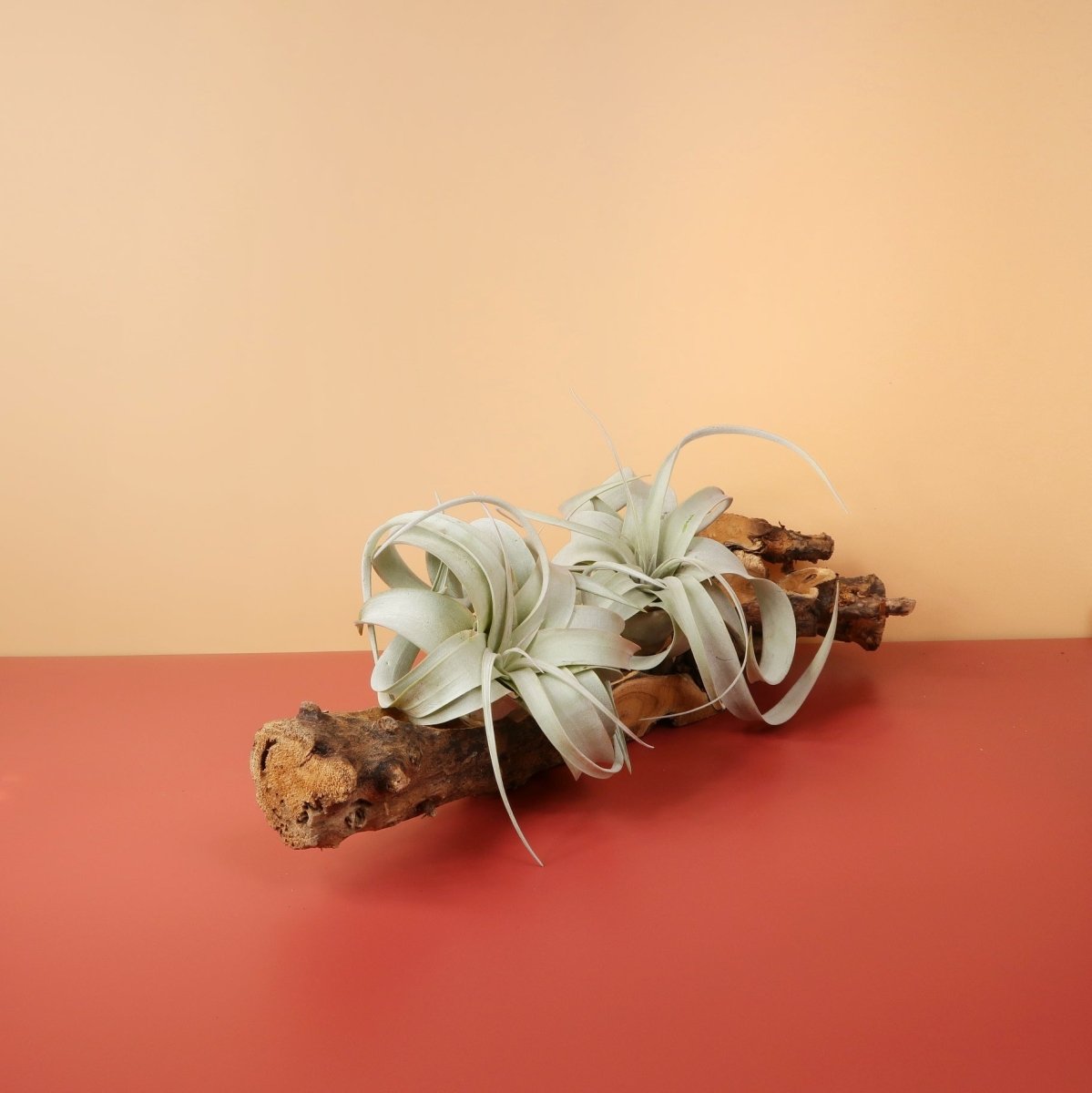 Tillandsia Xerographica – Königin der Luftpflanzen – potflourri