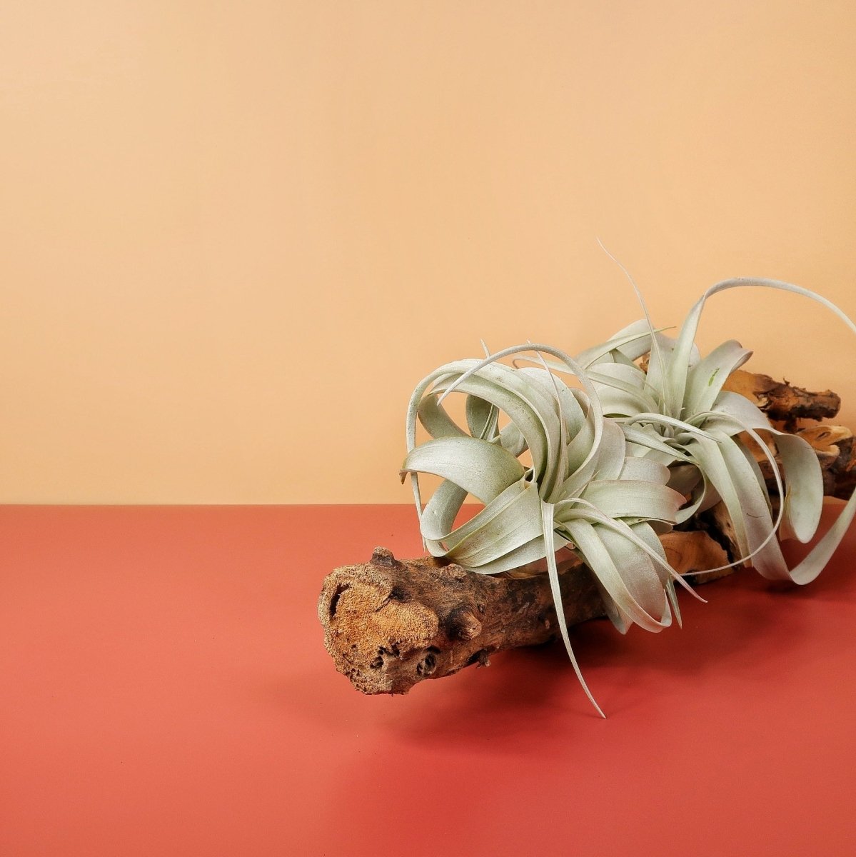 Tillandsia Xerographica, geschwungene Blätter in Rosette