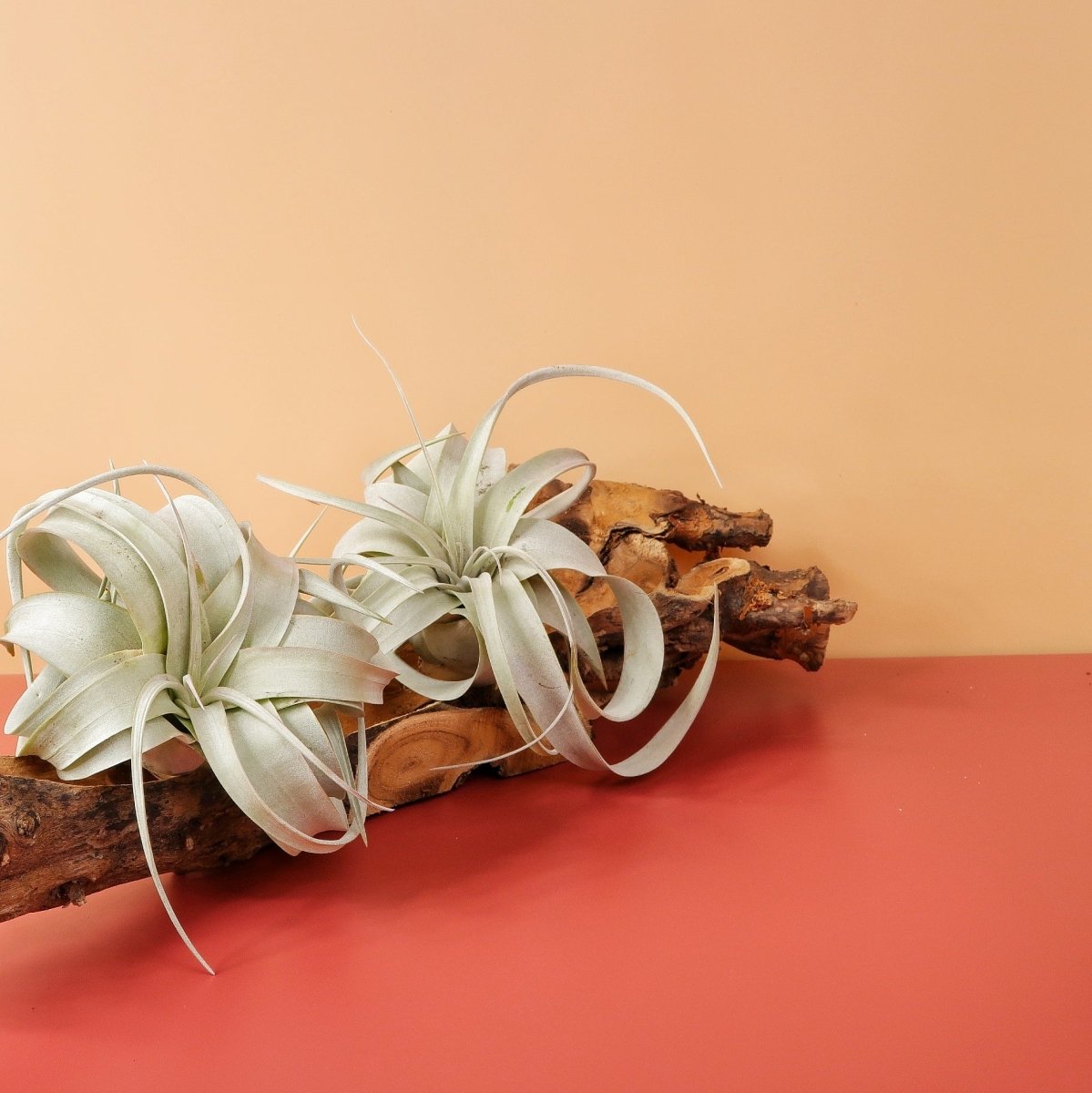 Tillandsia Xerographica – silbrig-grauer Schimmer