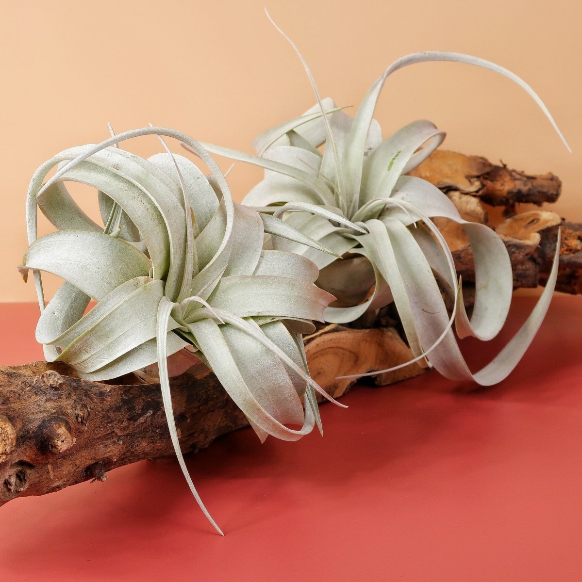 Tillandsia Xerographica, skulpturaler Look