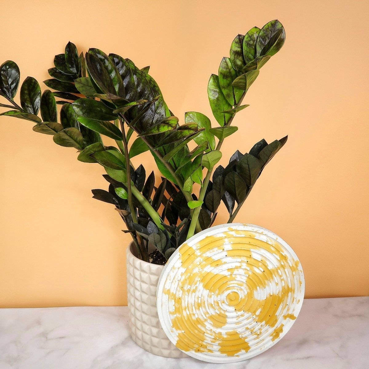 Zamioculcas Black Raven mit glänzender Blattoberfläche