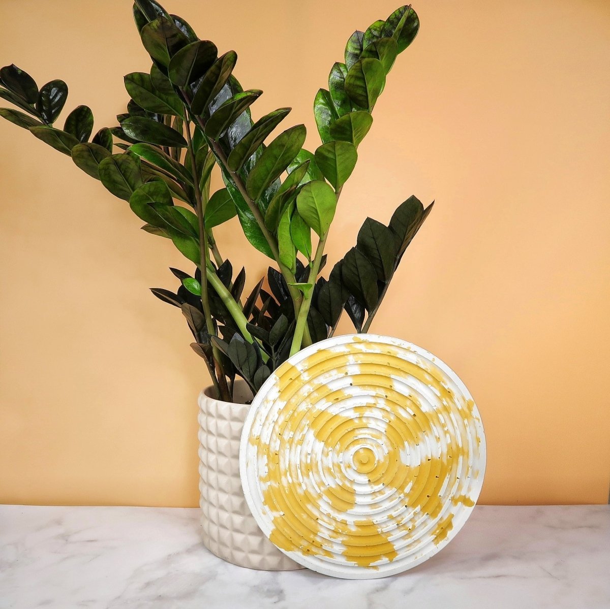 Zamioculcas Black Raven – Glücksfeder mit Farbverlauf – potflourri