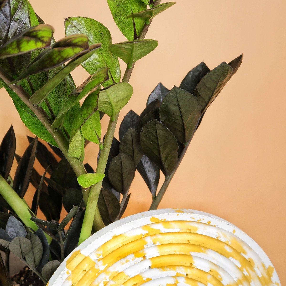 Zamioculcas Black Raven – Blätter von Grün zu Schwarzgrün