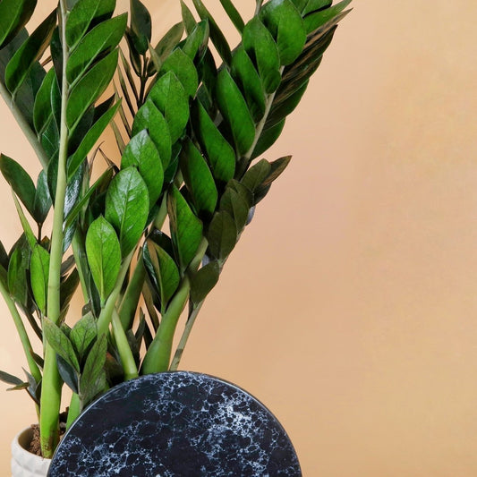 Zamioculcas Super Nova – dunkle Glücksfeder – potflourri
