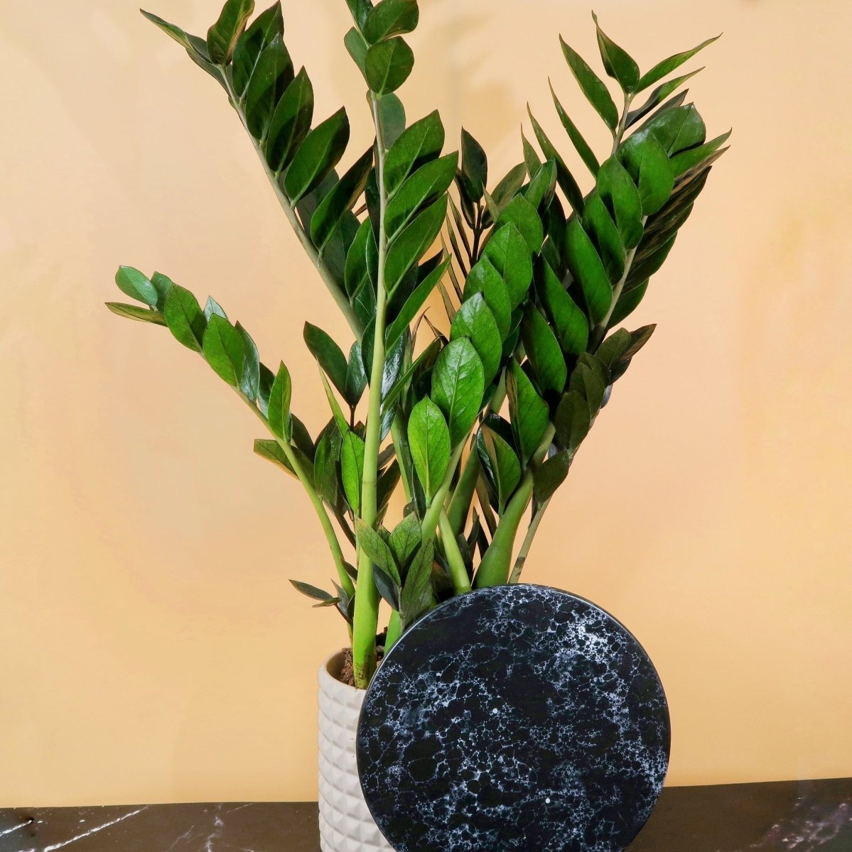 Zamioculcas Super Nova – dunkle Glücksfeder – potflourri