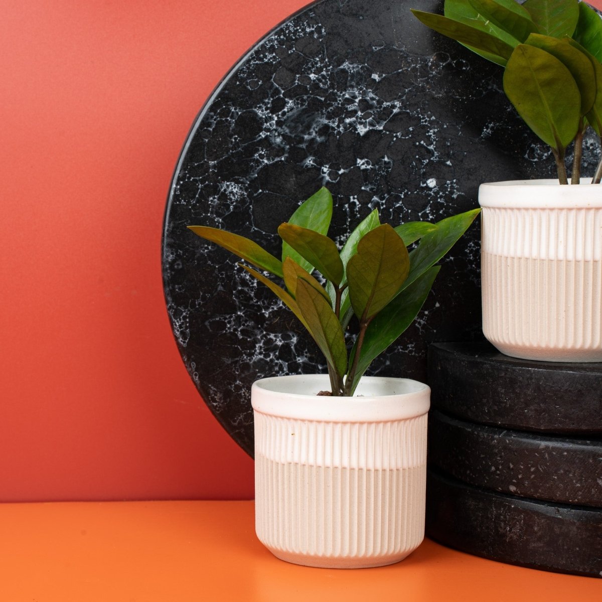 Zamioculcas Zamiifolia mit aufrechtem Wuchs und dunkelgrünem Laub