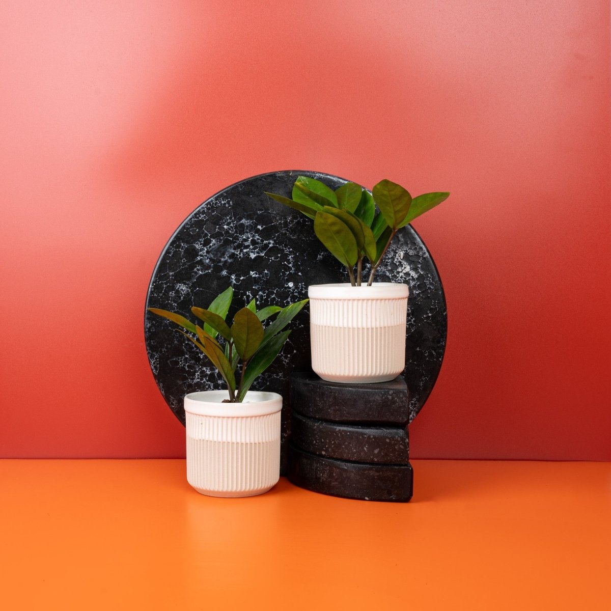 Zamioculcas Zamiifolia Topfpflanze in Größe XS und M – potflourri