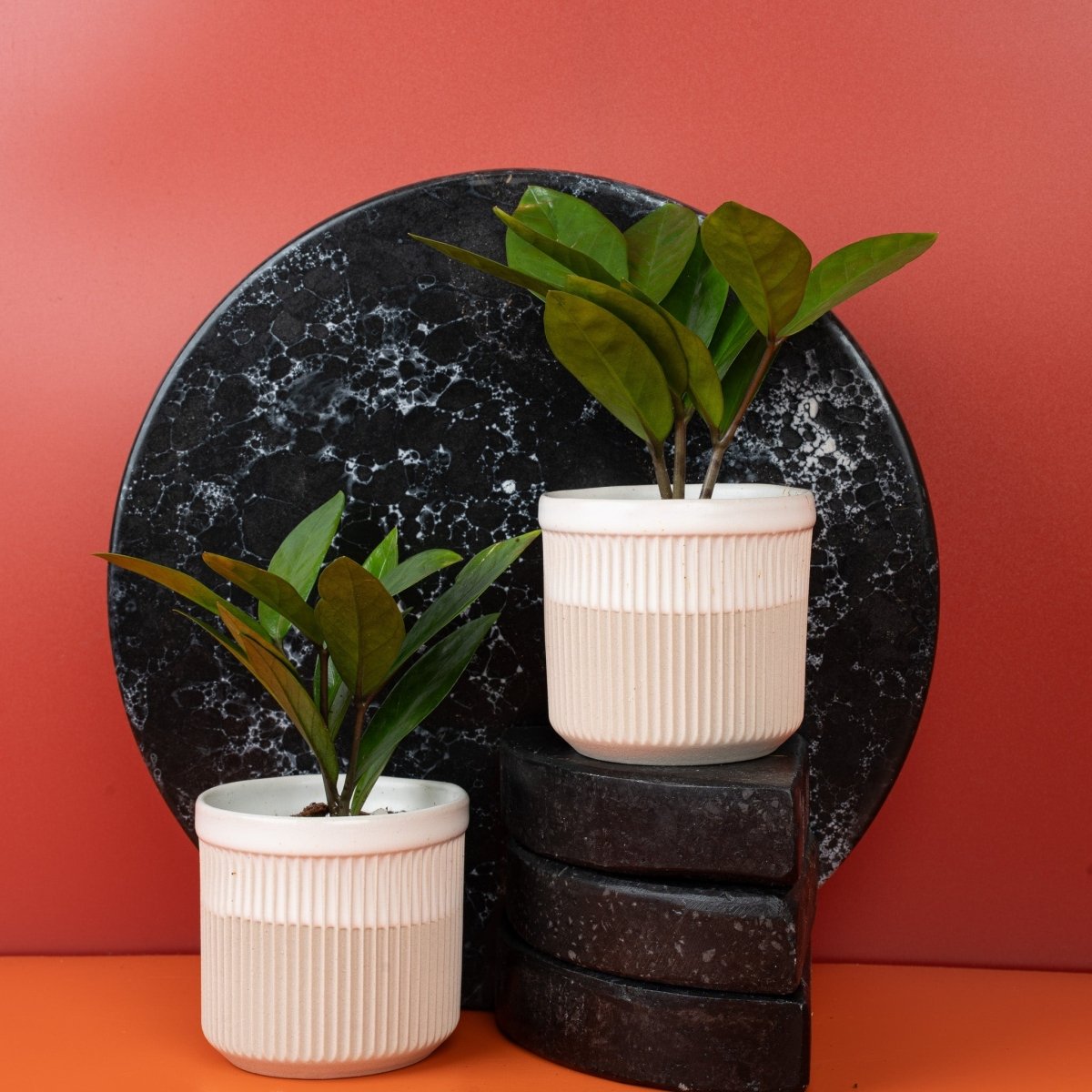 Zamioculcas zamiifolia Zimmerpflanze mit dicken Blattstielen