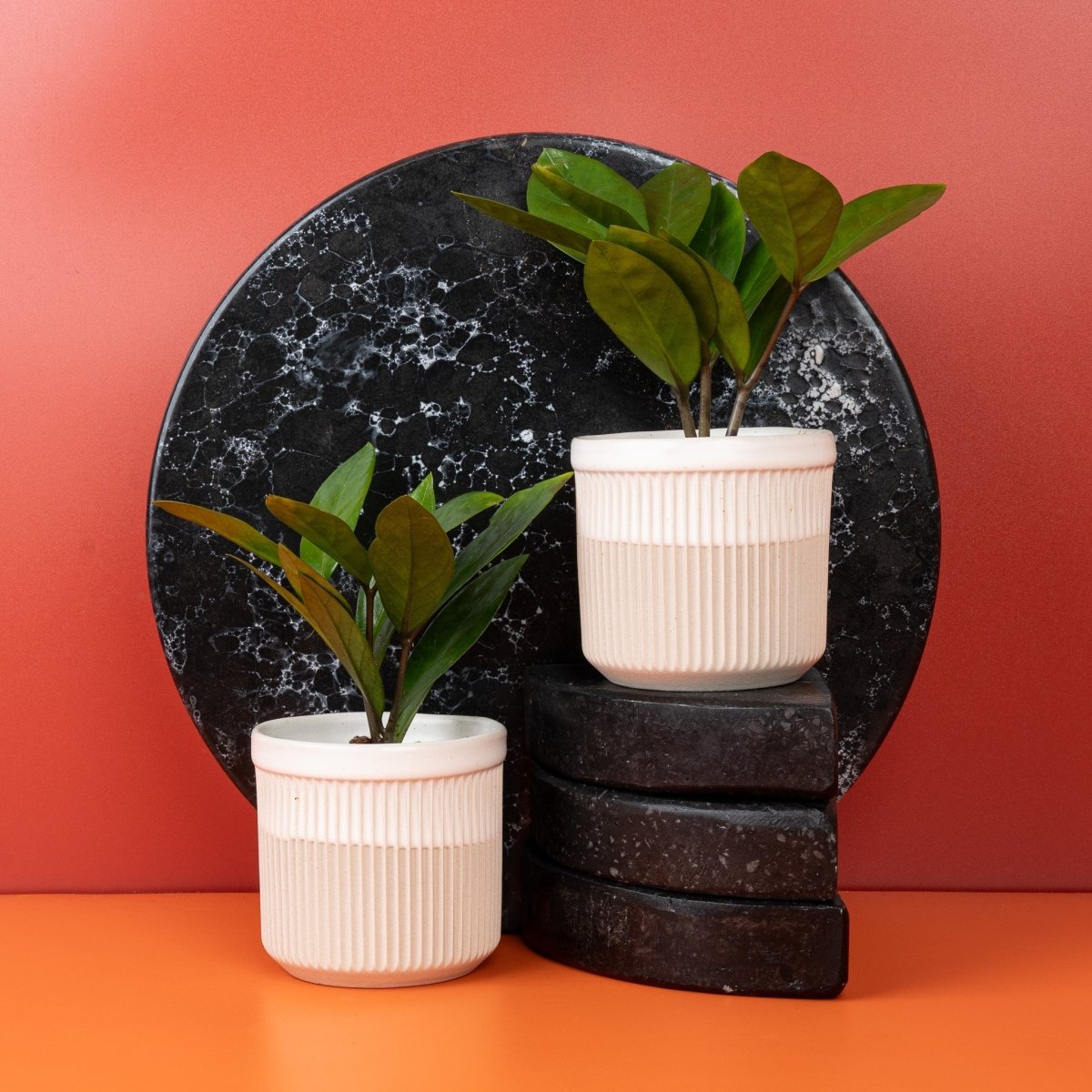 Zamioculcas Zamiifolia, Wasserspeicher im Rhizom für längere Trockenphasen