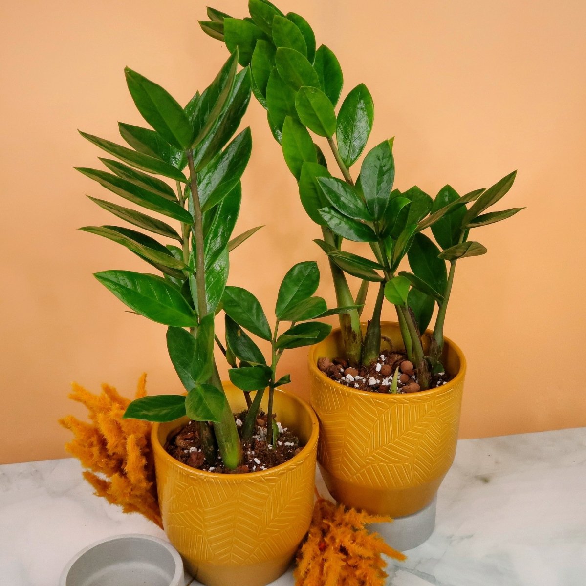 Zamioculcas Zamiifolia – Glücksfeder mit gefiederten Wedeln – potflourri