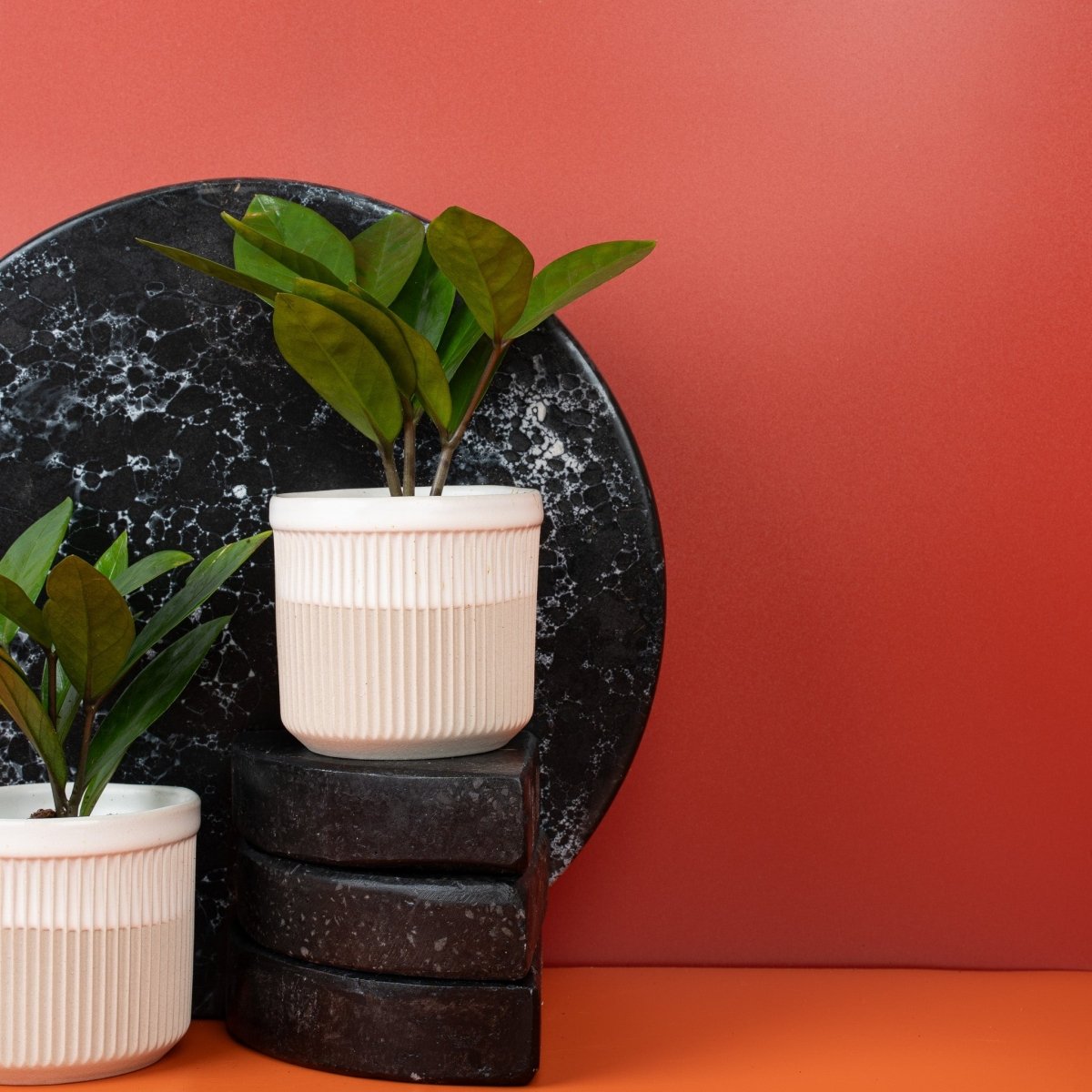 Zamioculcas Zamiifolia, pflegeleichte Zimmerpflanze – potflourri