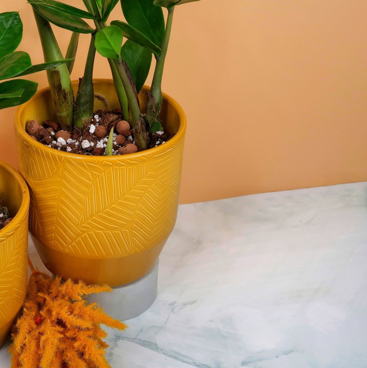 Zamioculcas Zamiifolia – symmetrische Struktur