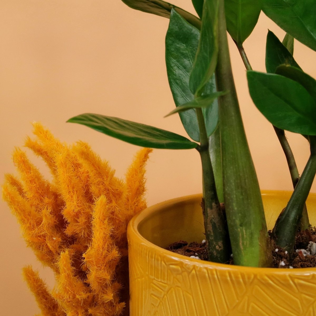 Zamioculcas Zamiifolia mit glänzenden, sattgrünen Blättern