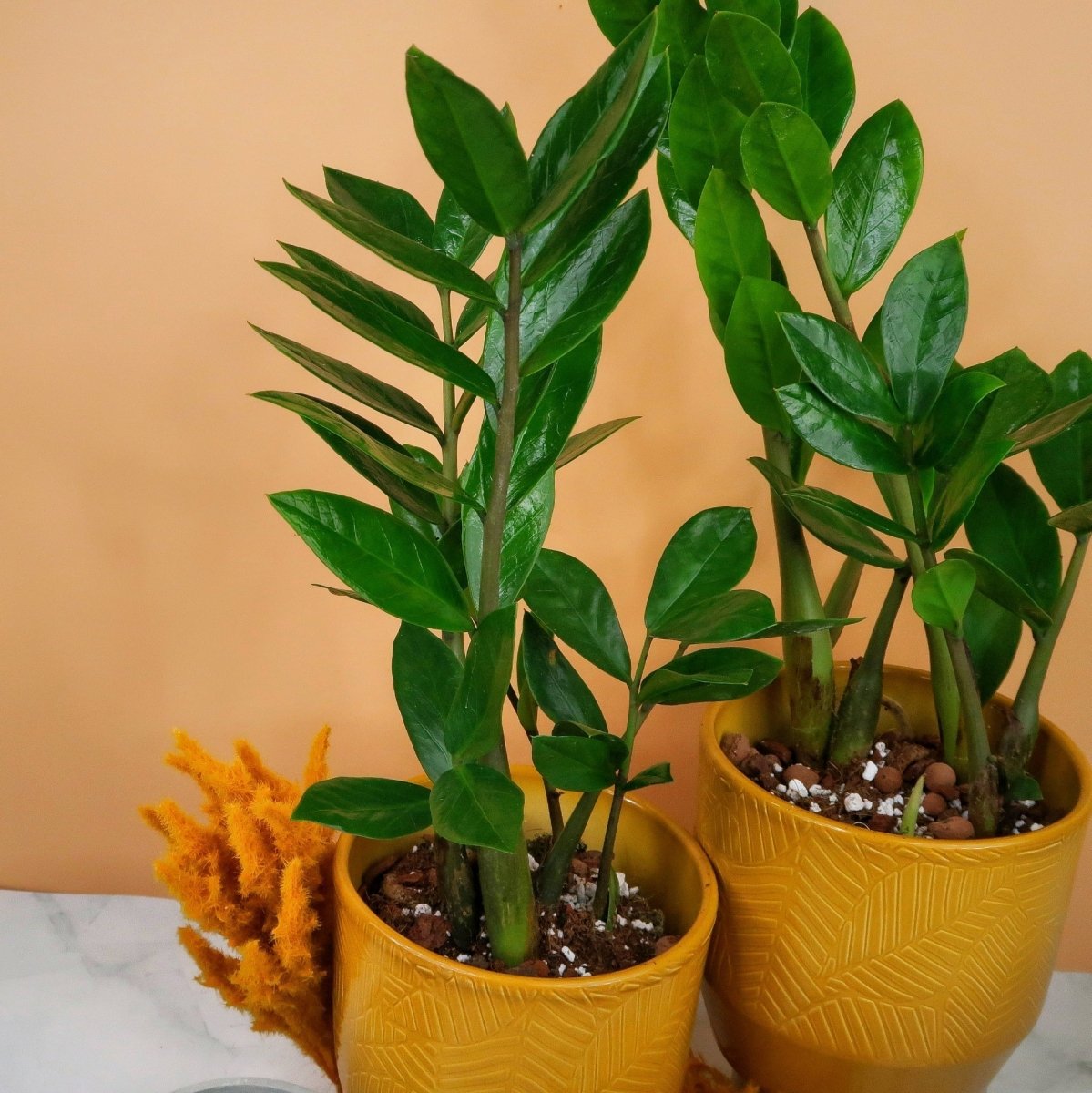 Zamioculcas Zamiifolia – aufrechter, klarer Wuchs