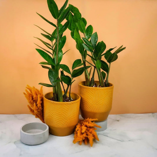 Zamioculcas Zamiifolia – Glücksfeder – potflourri