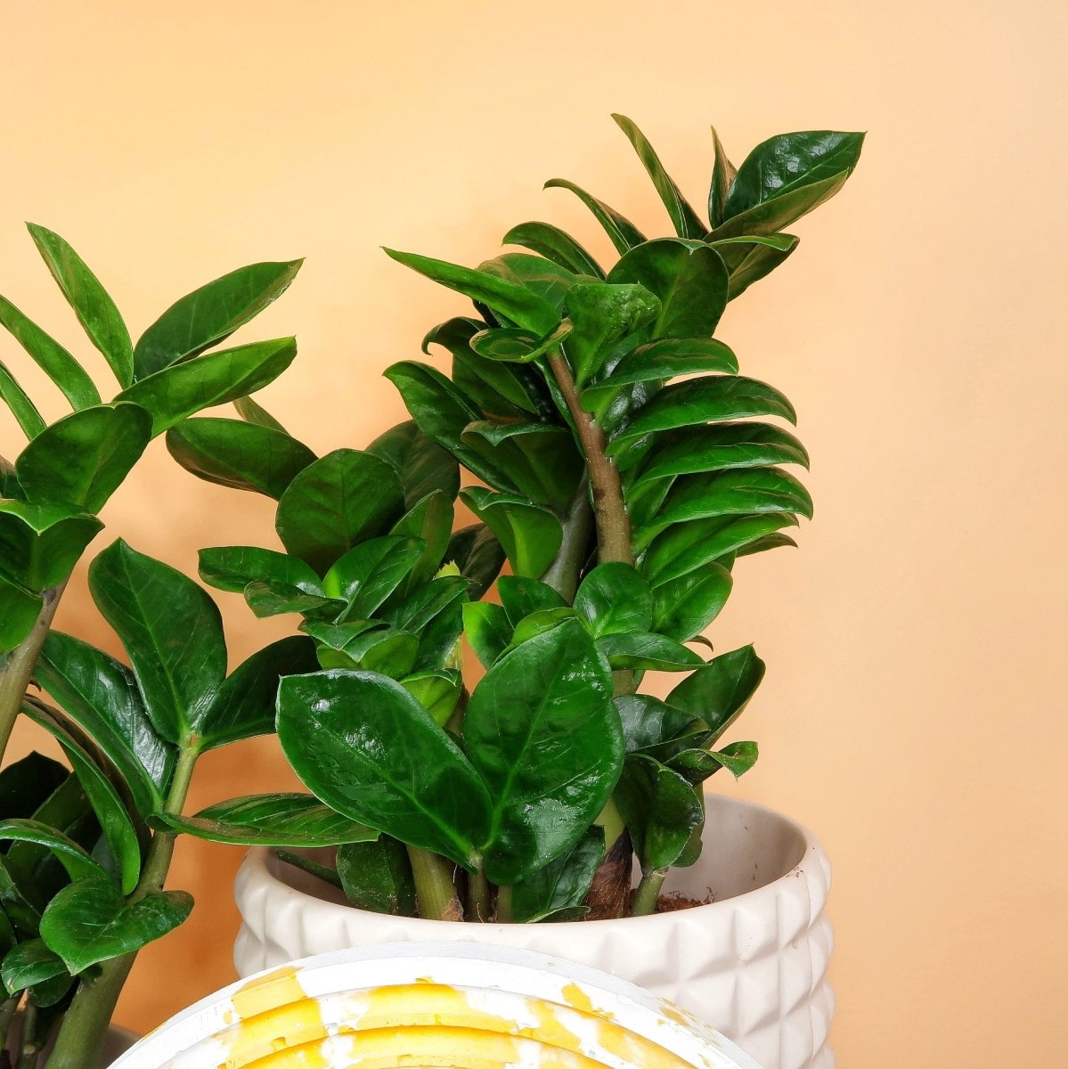 Zamioculcas Zenzi, gedrungene Wuchsform