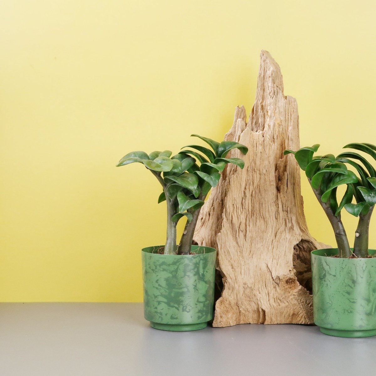 Zamioculcas Zenzi – kurze, leicht gebogene Stiele