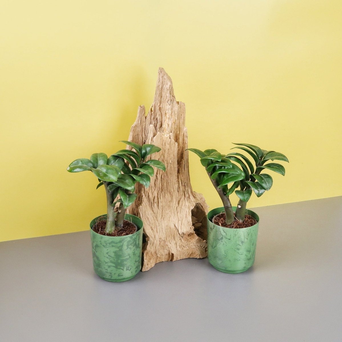 Zamioculcas Zenzi, robuste Zimmerpflanze – potflourri