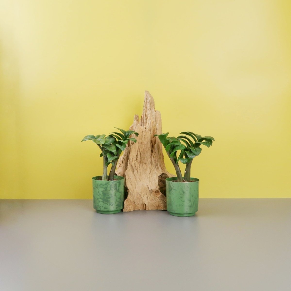 Zamioculcas Zenzi mit dicht sitzenden Blattsegmenten