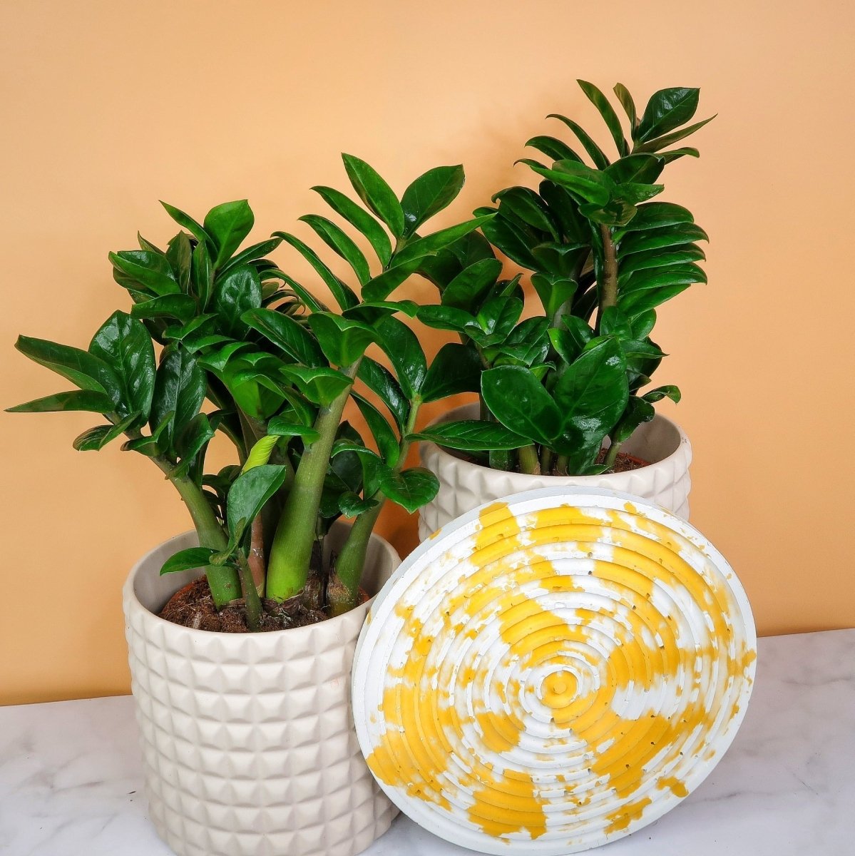 Zamioculcas Zenzi – skulpturale Ausstrahlung