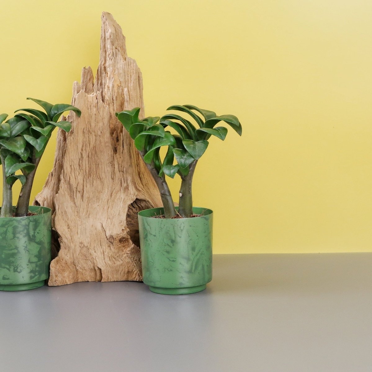 Zamioculcas Zenzi als pflegeleichte Zimmerpflanze im Topf