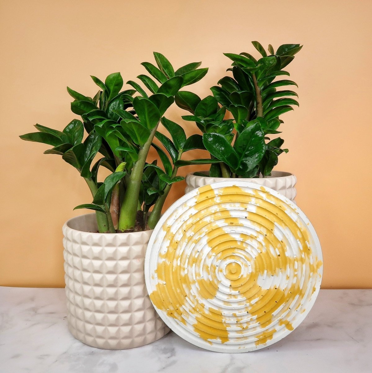 Zamioculcas Zenzi – kompakte Glücksfeder – potflourri